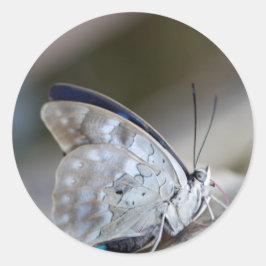 Pegatina Redonda Mariposa gris azul