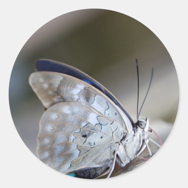 Pegatina Redonda Mariposa gris azul (Anverso)