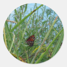 Mariposa junto al río