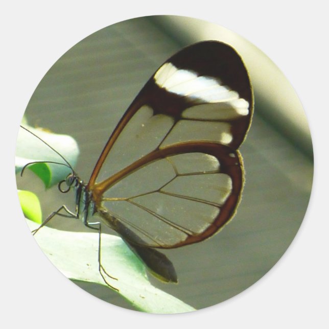 Pegatina Redonda Mariposa marrón blanca y translúcida (Anverso)