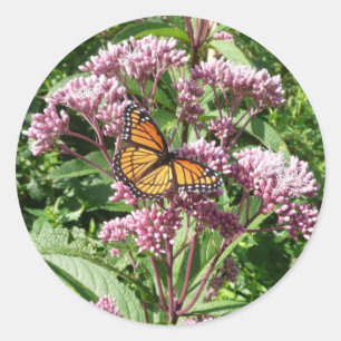 Pegatina Redonda Mariposa monarca