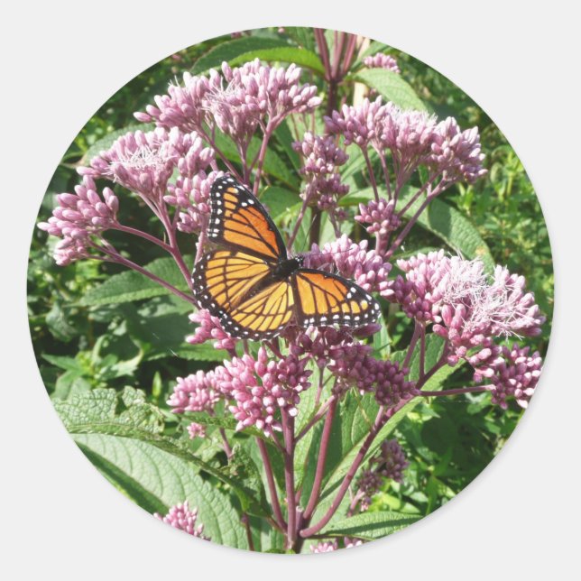 Pegatina Redonda Mariposa monarca (Anverso)