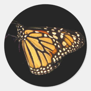 Pegatina Redonda Mariposa monarca