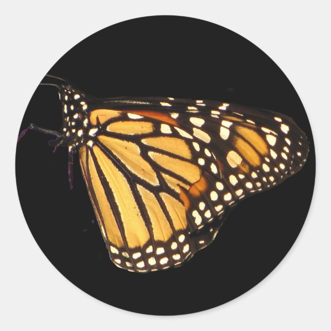 Pegatina Redonda Mariposa monarca (Anverso)