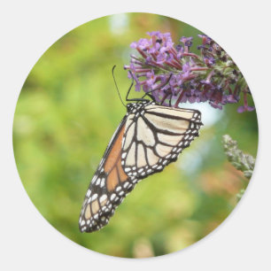 Pegatina Redonda Mariposa Monarca en Arbusto de Mariposas Púrpura