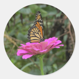 Pegatina Redonda Mariposa monarca en una flor rosada de la zinnia B