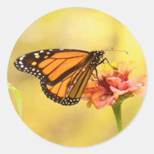 Pegatina Redonda Mariposa monarca en Zambia