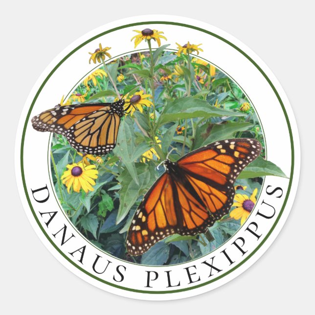 Pegatina Redonda Mariposa monarca y Susan Rudbeckia de ojos negros (Anverso)