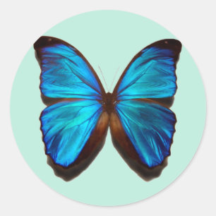Pegatina Redonda Mariposa morfa azul