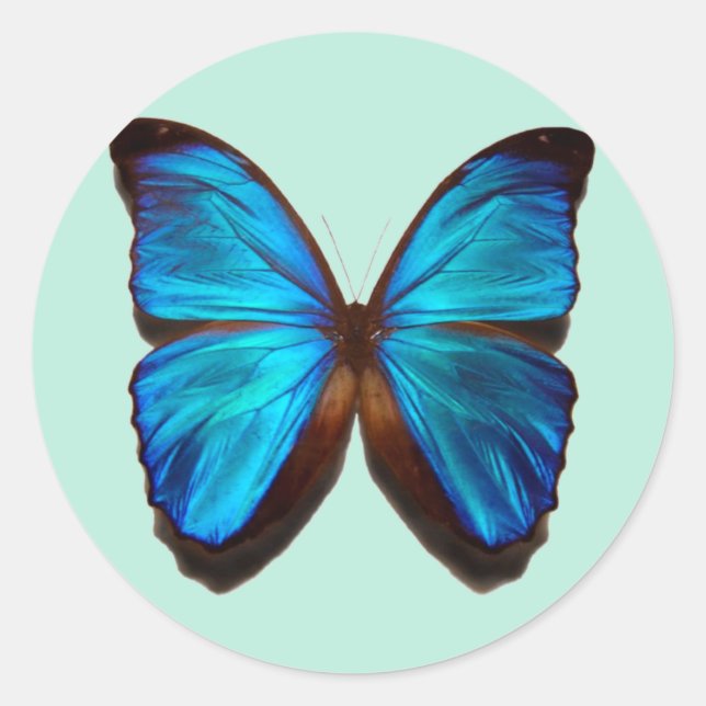 Pegatina Redonda Mariposa morfa azul (Anverso)
