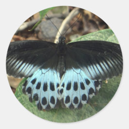 Pegatina Redonda Mariposa mormal irlandesa azul