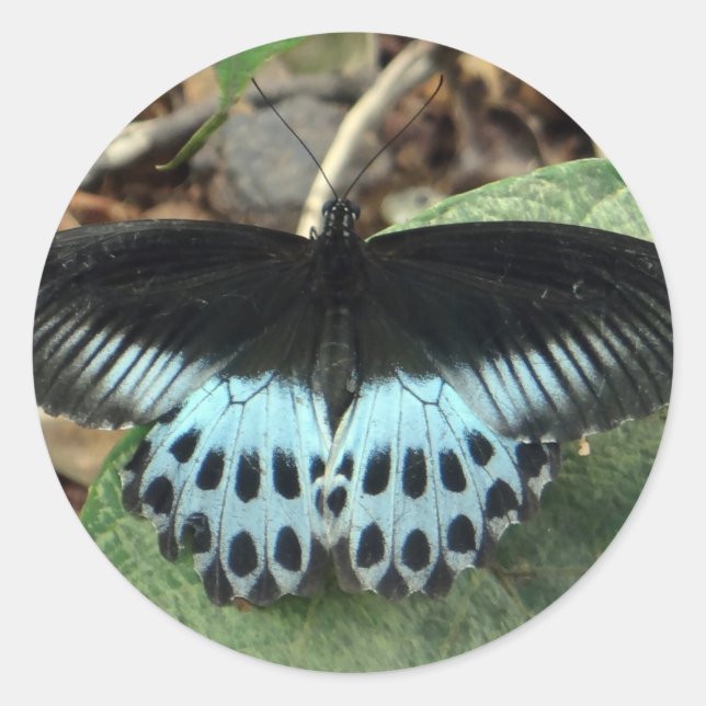 Pegatina Redonda Mariposa mormal irlandesa azul (Anverso)