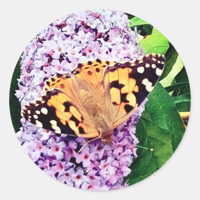 Pegatina Redonda mariposa naranja (Anverso)