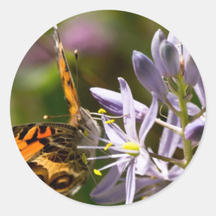 Pegatina Redonda Mariposa Naranja en Ropa y Regalos de Jacinto Silv