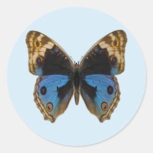 Pegatina Redonda Mariposa Pansy Azul