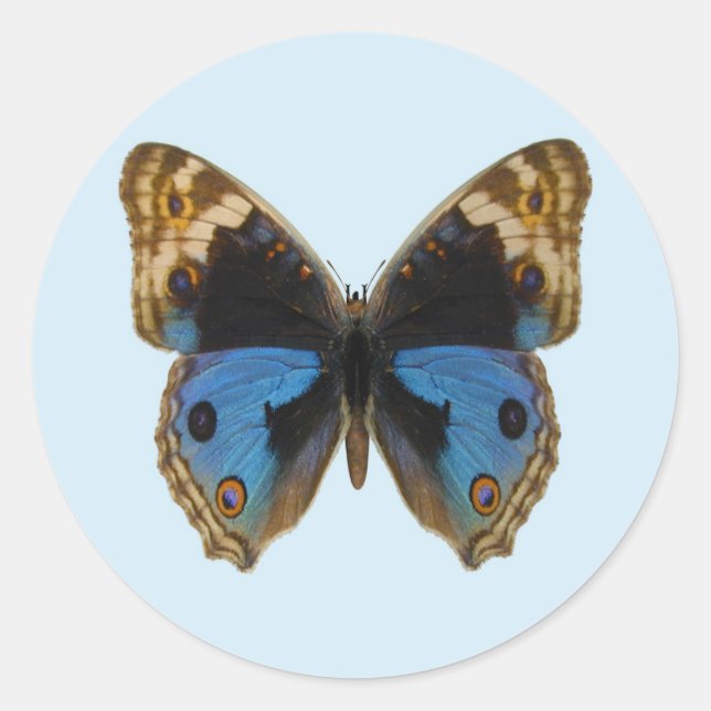Pegatina Redonda Mariposa Pansy Azul (Anverso)