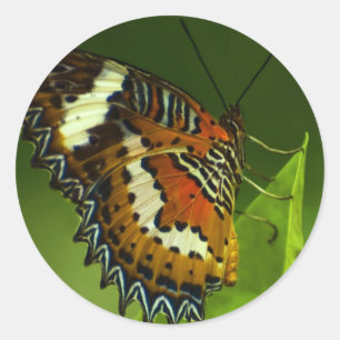 Pegatina Redonda mariposa que se sienta en una licencia