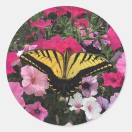 Pegatina Redonda Mariposa sobre flores de petunia rosa en primavera