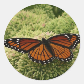 Pegatina Redonda Mariposa Viceroy Hermosa Fotografía de la Naturale