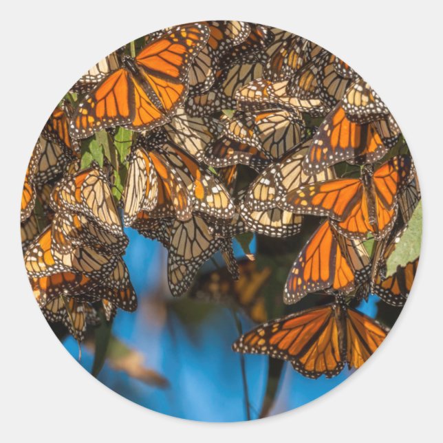 Pegatina Redonda Mariposas monarcas migratorias aferradas a hojas (Anverso)