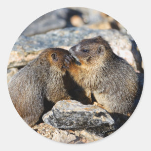 Pegatina Redonda marmota