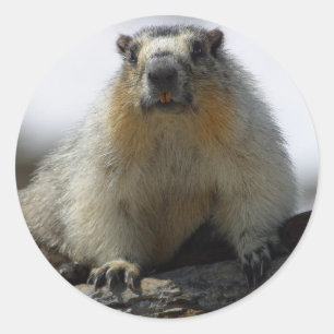 Pegatina Redonda Marmota amarilla