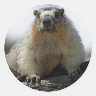 Pegatina Redonda Marmota amarilla
