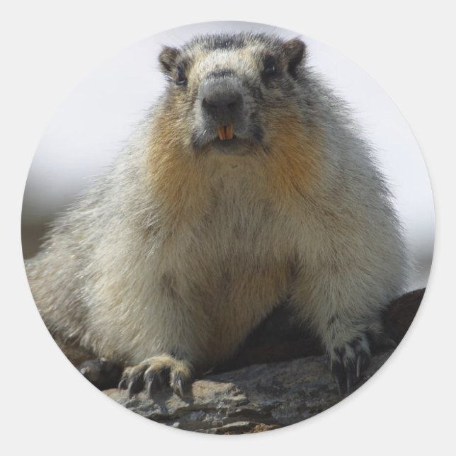 Pegatina Redonda Marmota amarilla (Anverso)