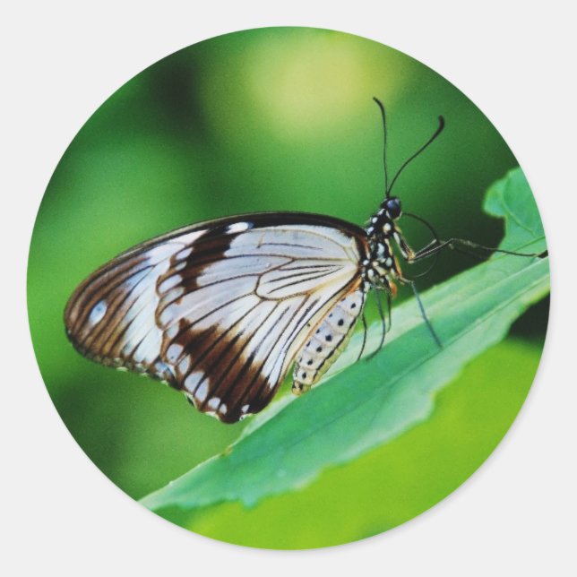 Pegatina Redonda Marrón oscuro y mariposa gris (Anverso)