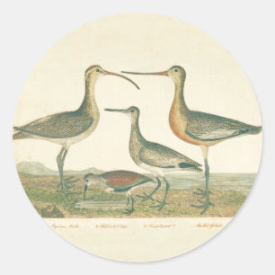 Pegatina Redonda Marsh Bird Curlew Snipe Birding
