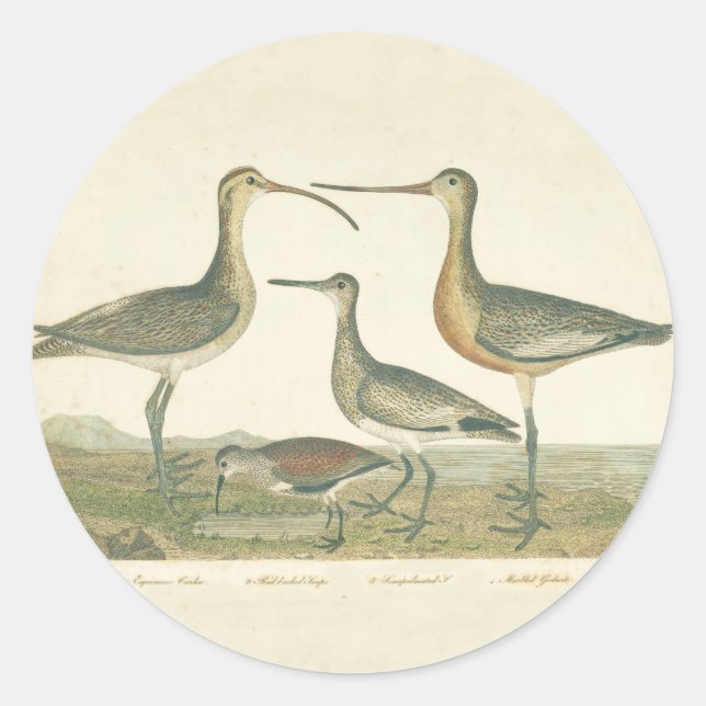 Pegatina Redonda Marsh Bird Curlew Snipe Birding (Anverso)