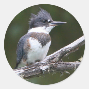 Pegatina Redonda martín pescador