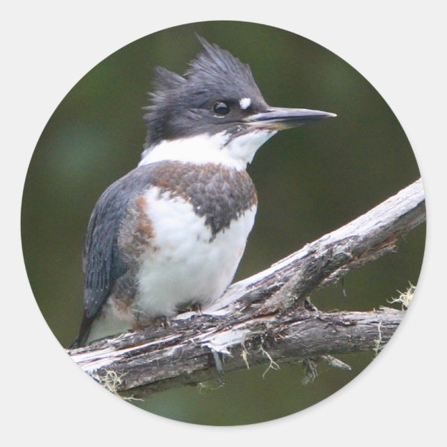 Pegatina Redonda martín pescador (Anverso)