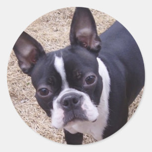Pegatina Redonda más bostonterrier