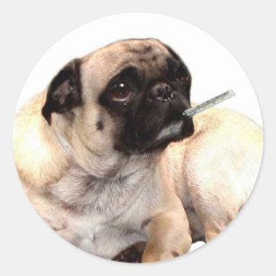 Pegatina Redonda Masa de pug con pegatinas termómetros