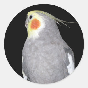 Pegatina Redonda Mascota Bird Cockatiel Photo