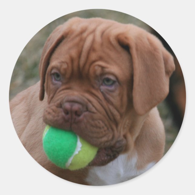 Pegatina Redonda Mastiff Puppy (Anverso)