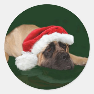 Pegatina Redonda Mastín en un gorra de Santa