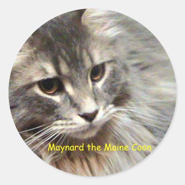 Pegatina Redonda Maynard the Maine Coon (Anverso)