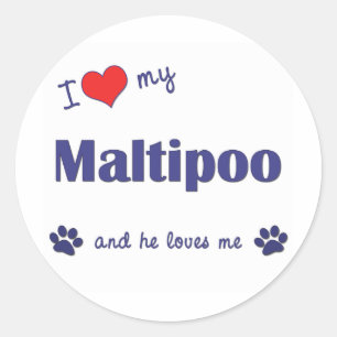 Pegatina Redonda Me encanta mi Maltipoo (perro macho)