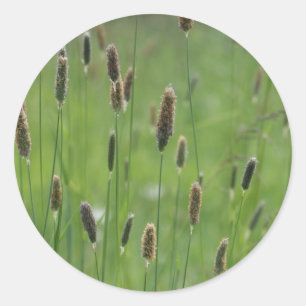 Pegatina Redonda Meadow Foxtails