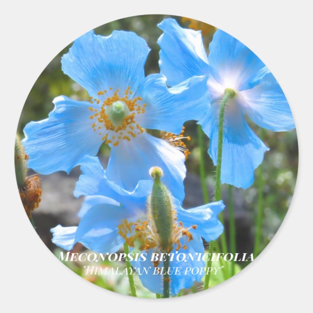 Pegatina Redonda Meconopsis betonicifolia [Round Seal] ラウンドシール (Anverso)