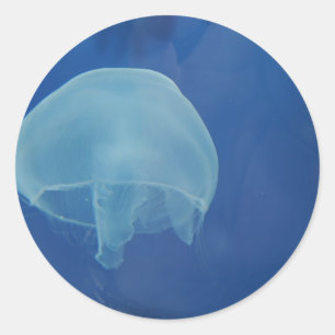 Pegatina Redonda medusas