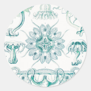 Pegatina Redonda Medusas, Discomedusae por Ernst Haeckel