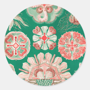 Pegatina Redonda Medusas, Discomedusae por Ernst Haeckel