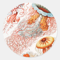 Medusas, Discomedusae por Ernst Haeckel