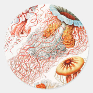 Pegatina Redonda Medusas, Discomedusae por Ernst Haeckel