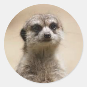 Pegatina Redonda meerkat