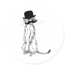 Meerkat bajo cubierta