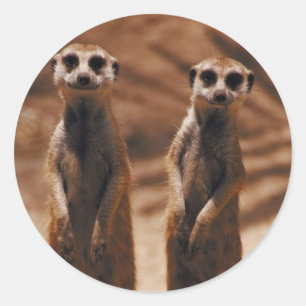 Pegatina Redonda Meerkat Duo